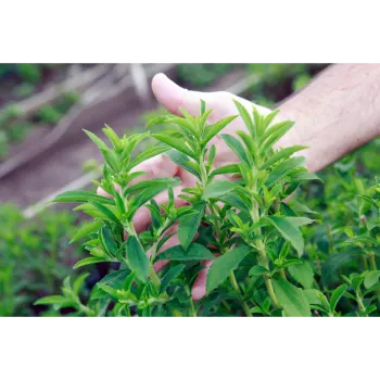 Organic Stevia Plants